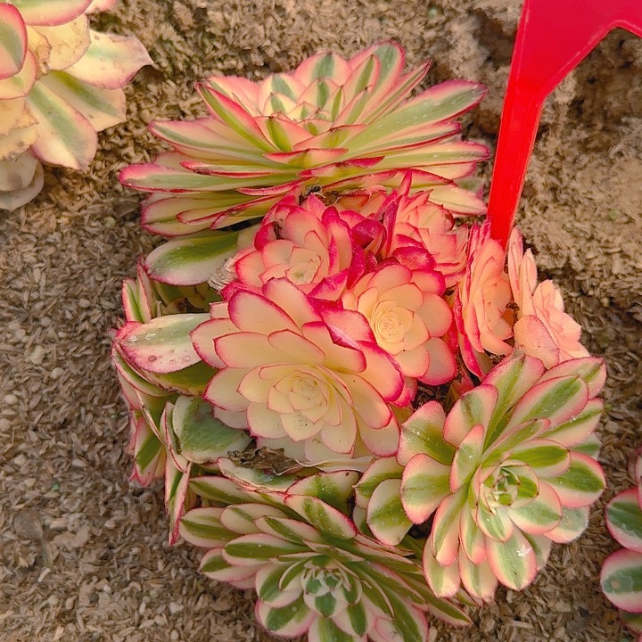 5-42倾城多肉法师