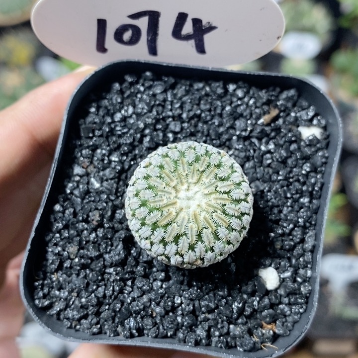 1074号实生精巧殿2.5cm