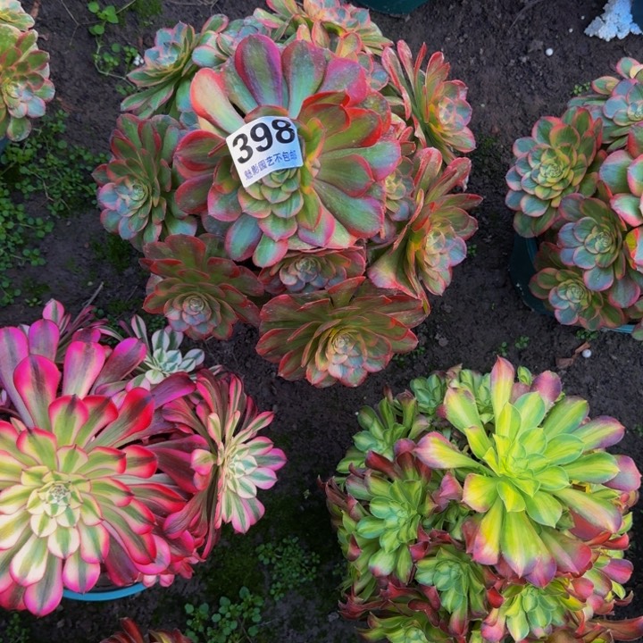 火狐花27-23包邮花花