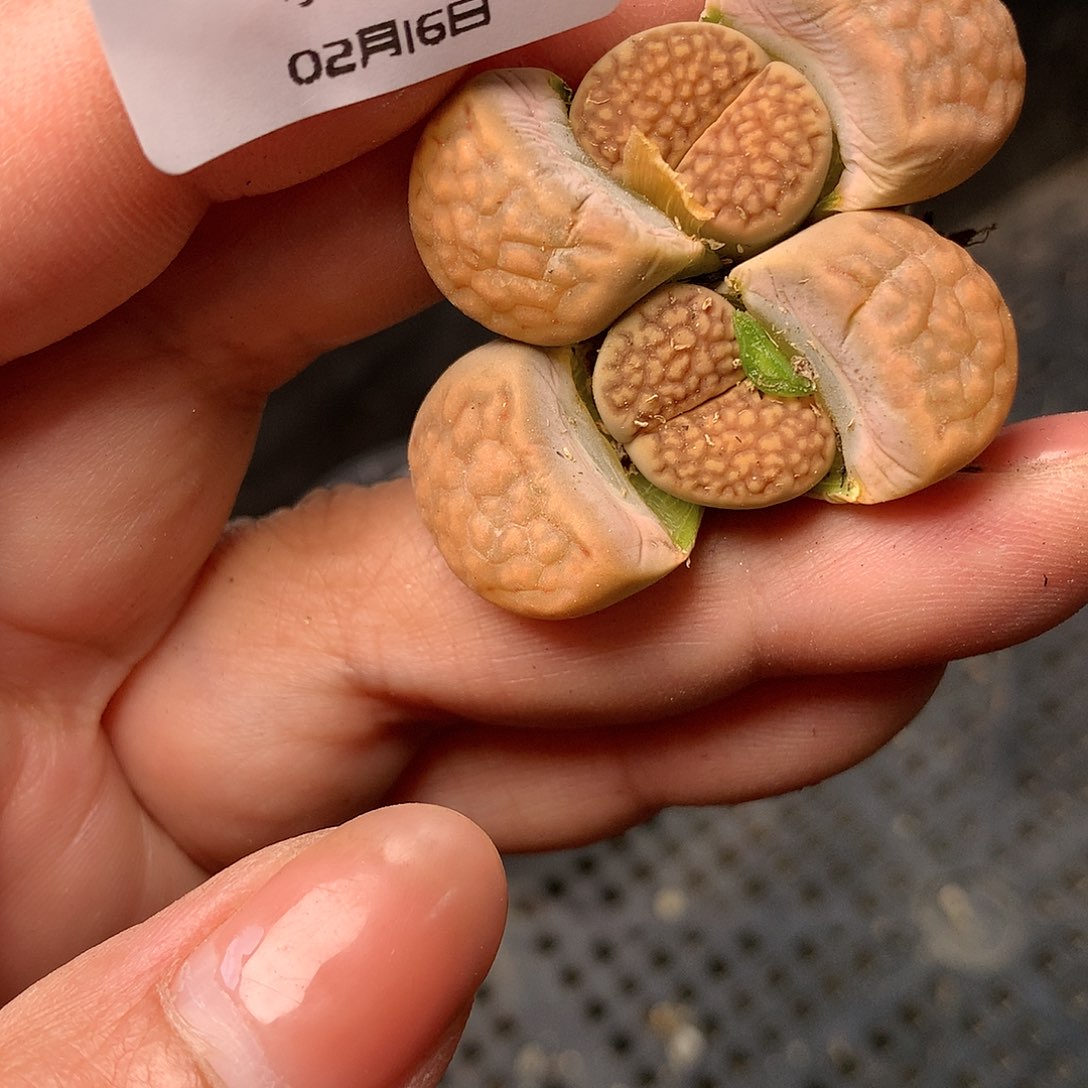 K631多肉植物保护研究所