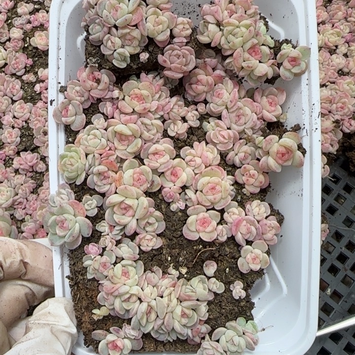 49粉体王者种播苗一盒