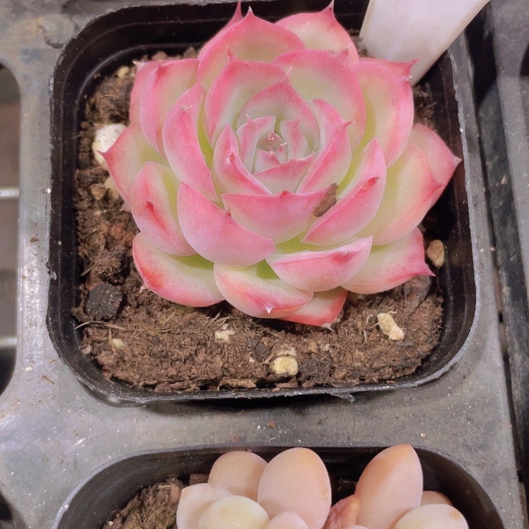 鑫****苗侧影a027一物一拍