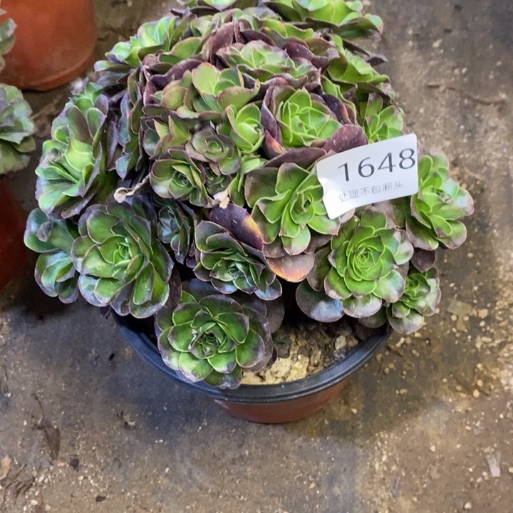 魅金多肉断头不包1648