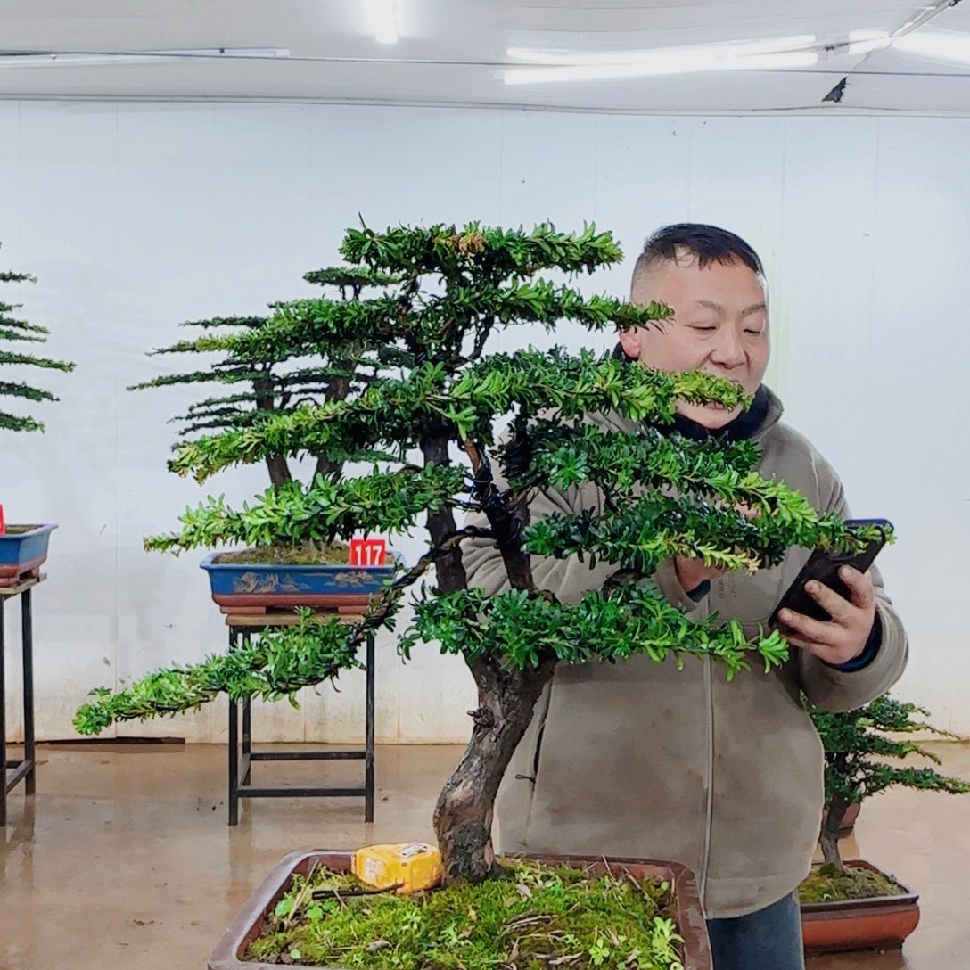 无花朵盆景园林……