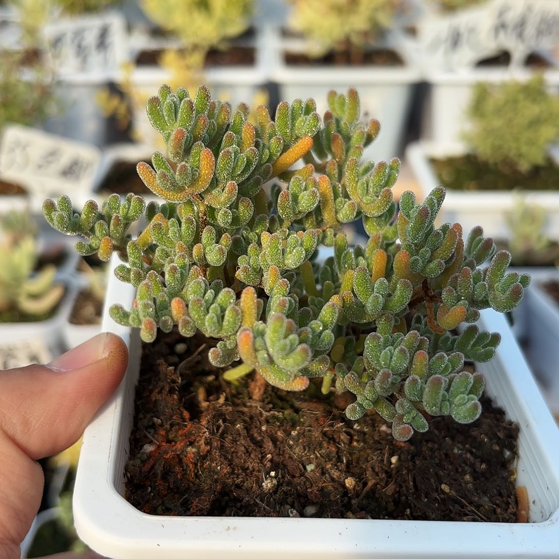 枝干番杏冰晶杂橙