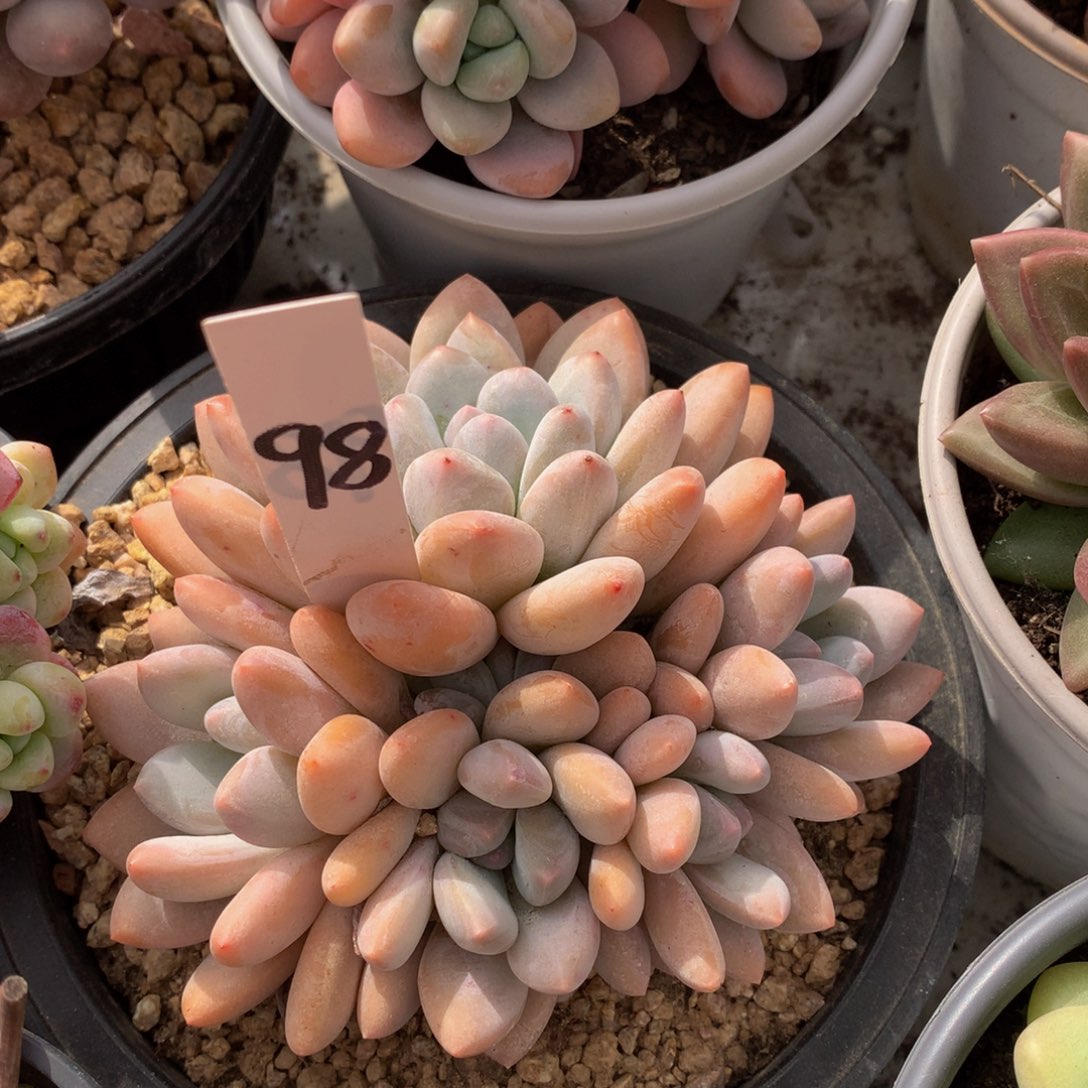 胖体粉香水7272727272727