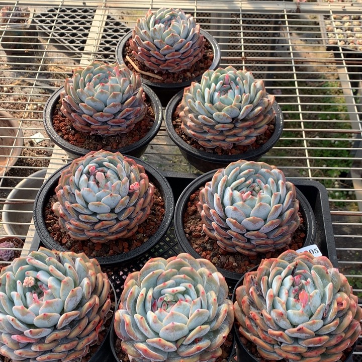 永***姐1205八个单头脱土发货