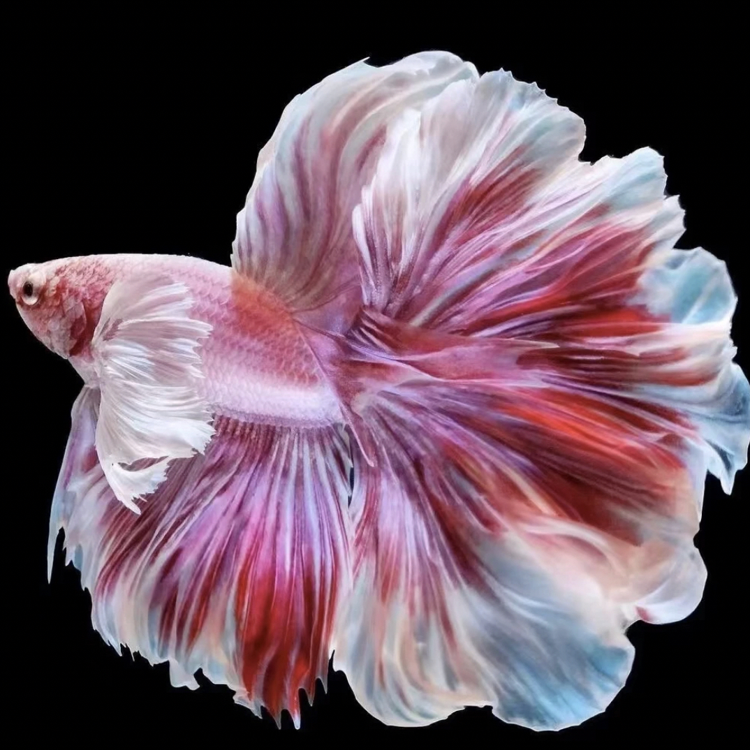 直播选鱼泰国精品斗鱼网红婚纱鱼半月将军狮王马尾热带鱼易养耐活