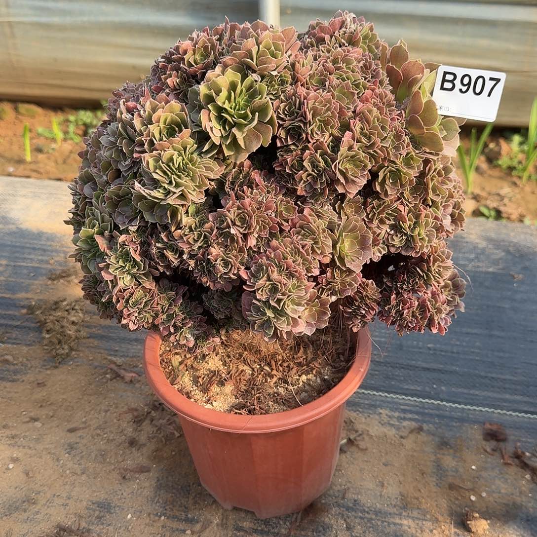 907玫瑰朵朵一颗牙呀