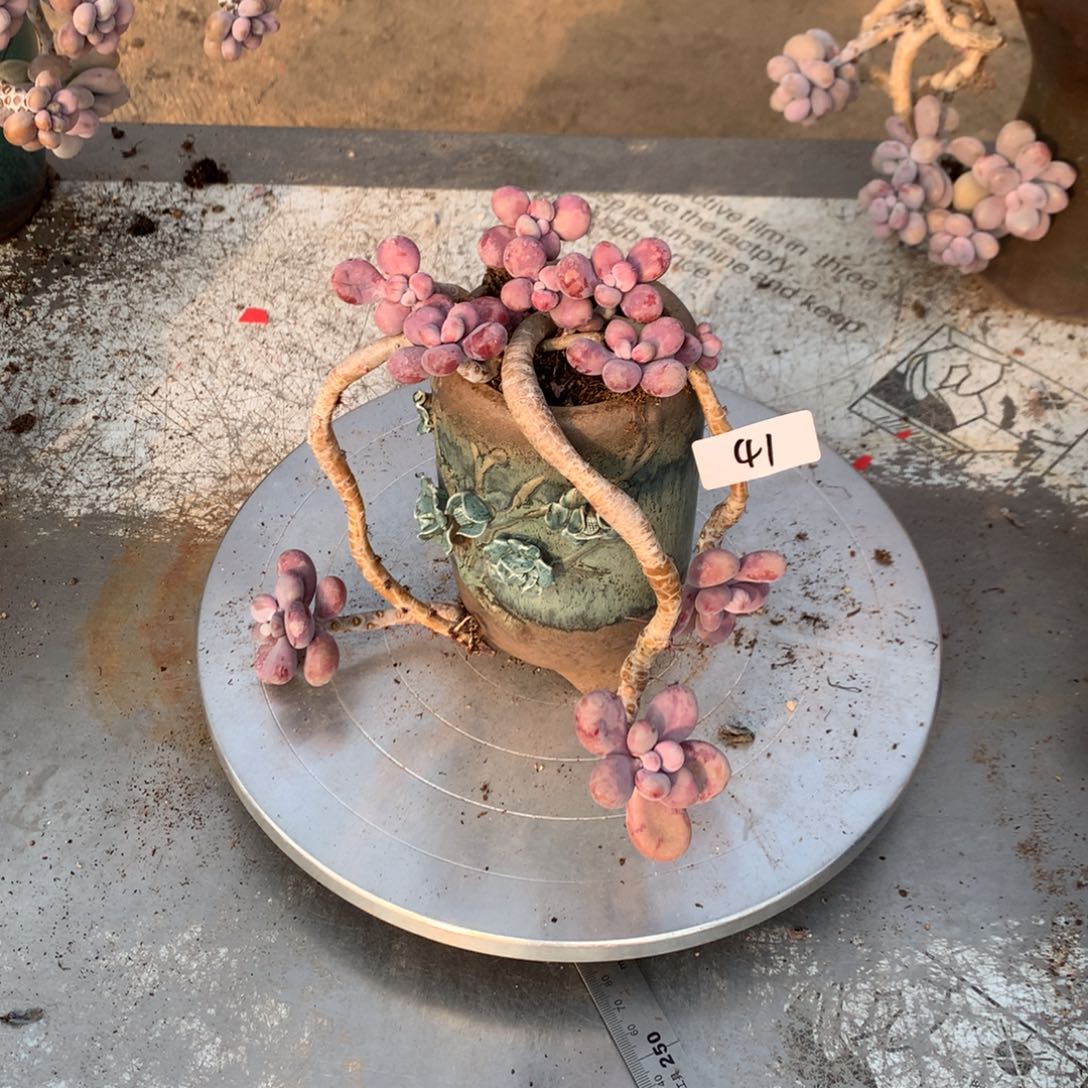 桃蛋老桩不带盆41号