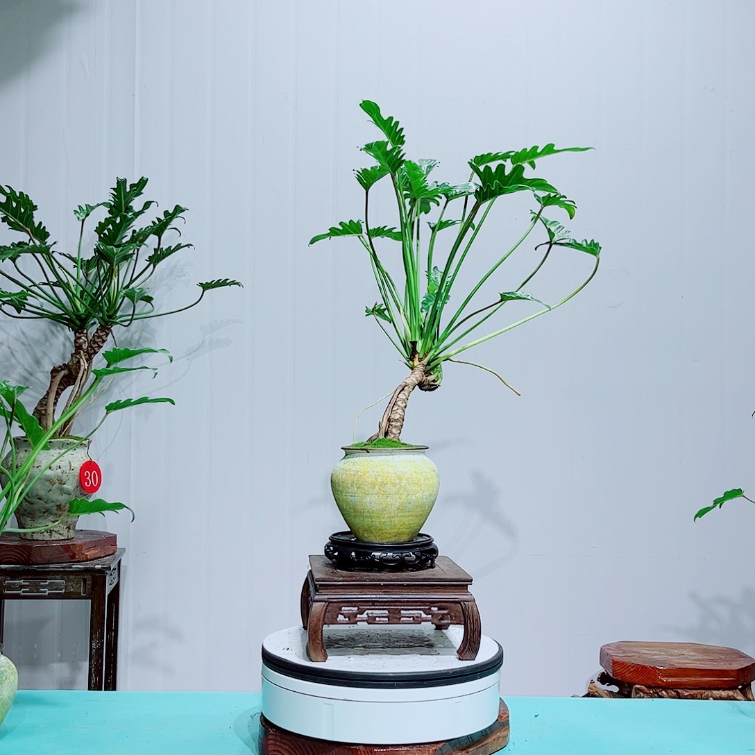 董***姐完全开放室内好养易活的绿植盆栽