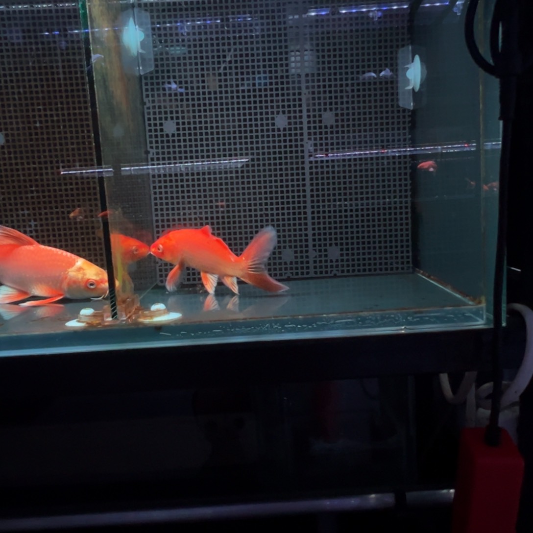 海水鱼星*月精品蝴蝶鲤
