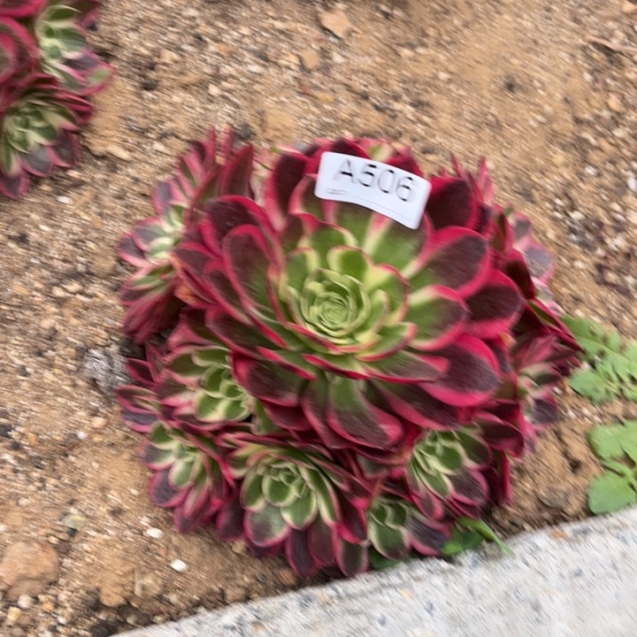 506玉资多肉植物