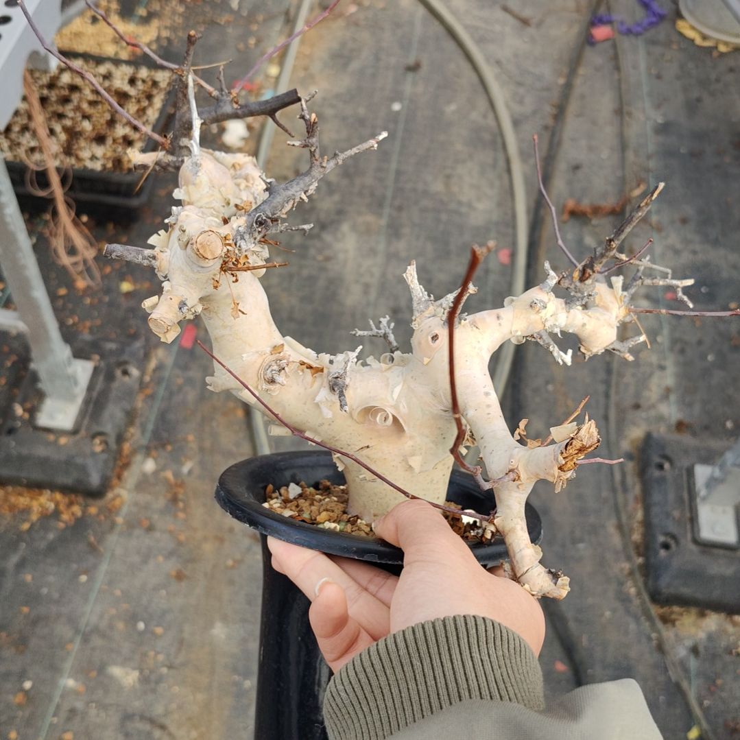 正白皮卡塔夫熟桩