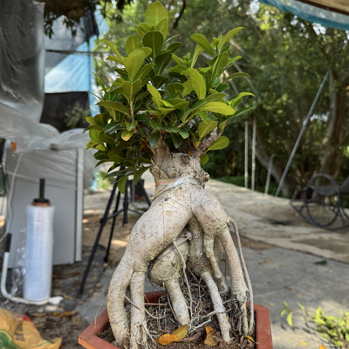 小叶榕树适合盆栽的植物花卉绿植盆景室内阳台地瓜榕老桩四季好养