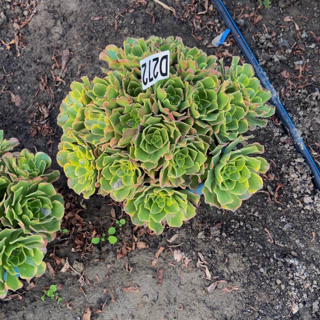 炫彩法师16/////26包邮