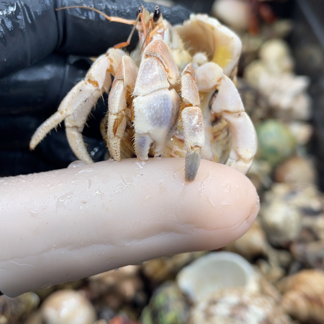 不退不换活体宠物24