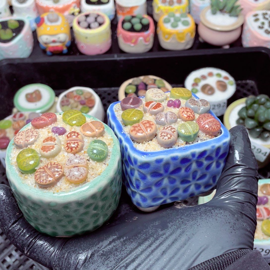 w1299--带盆土发货，零下地区拍保温箱