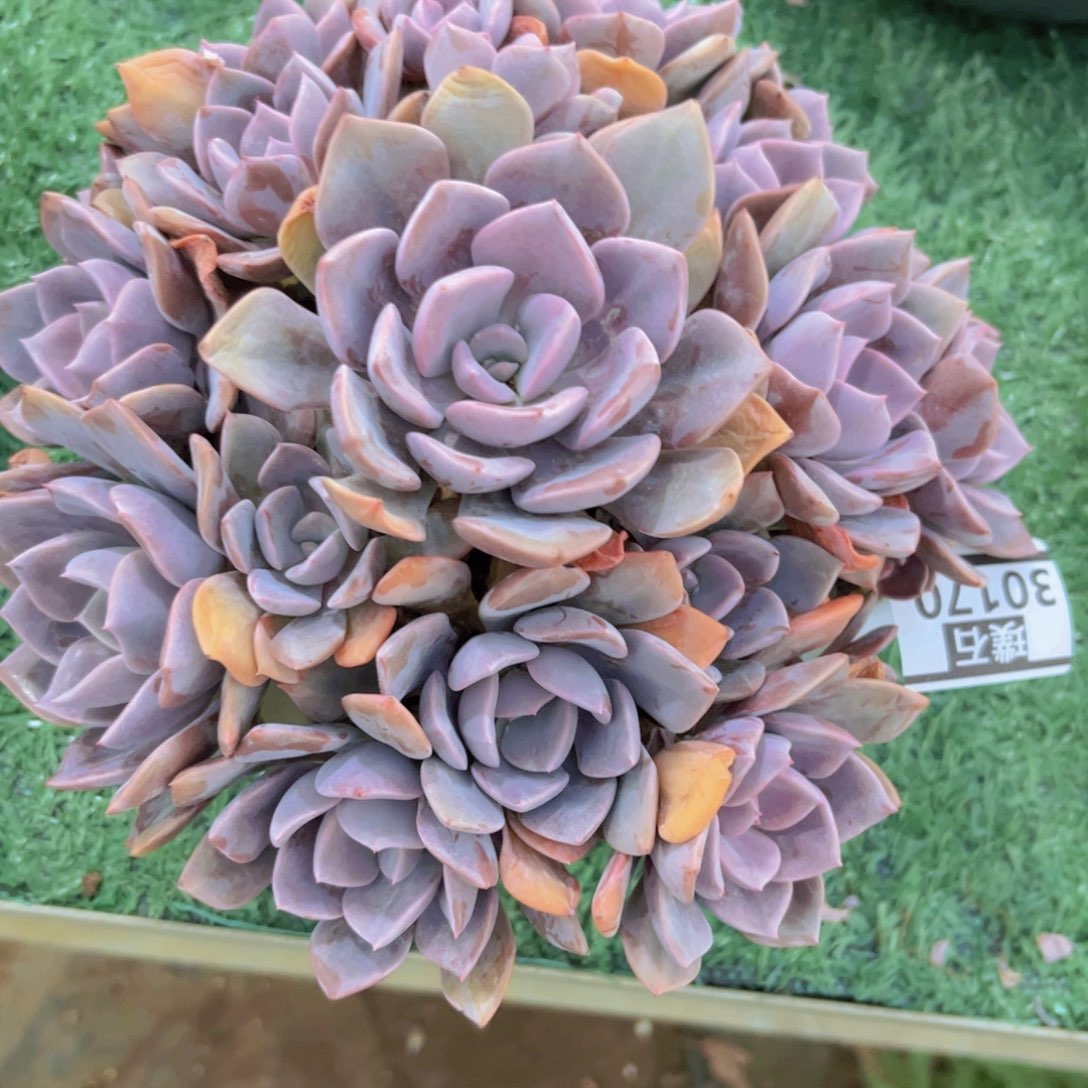 紫云天30170多肉植物