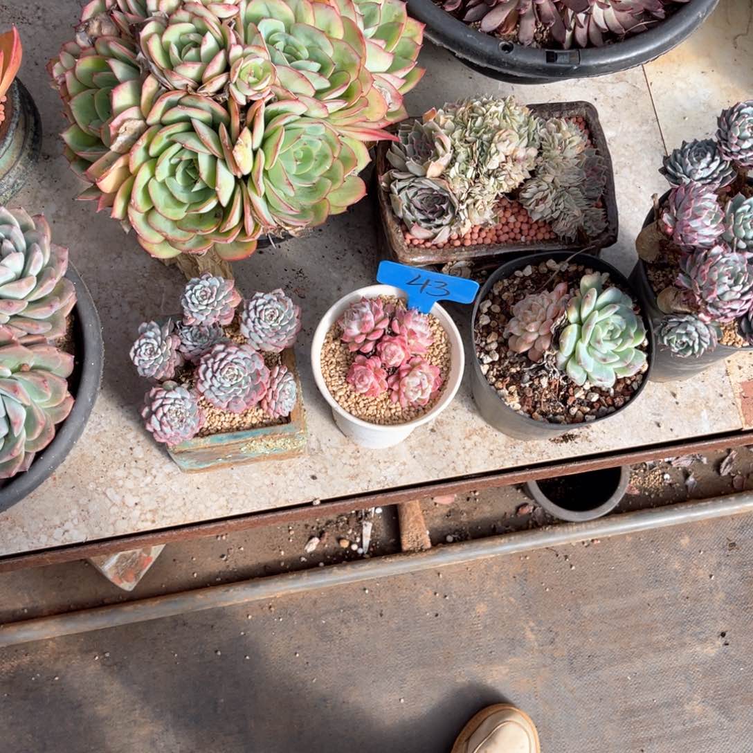 卿*宝0043珍妮多肉