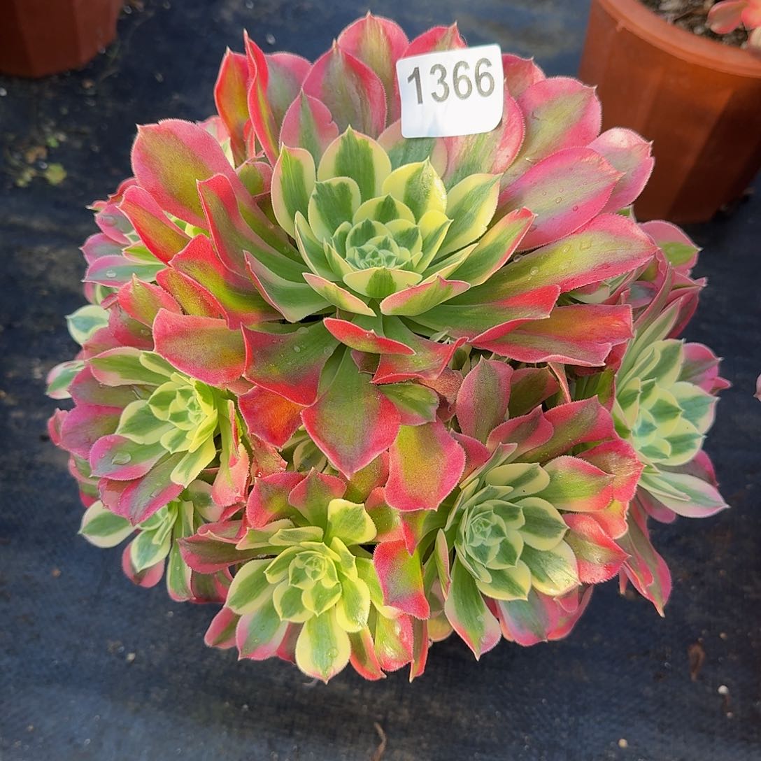 1366白凤33冠服25左右