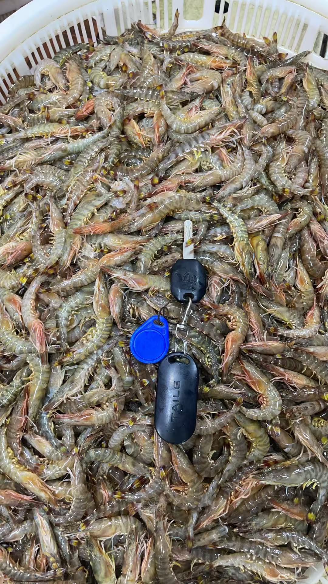 【野生小只斑节虾】（嫌小勿拍，不挑发货） 软壳松头断头统货走