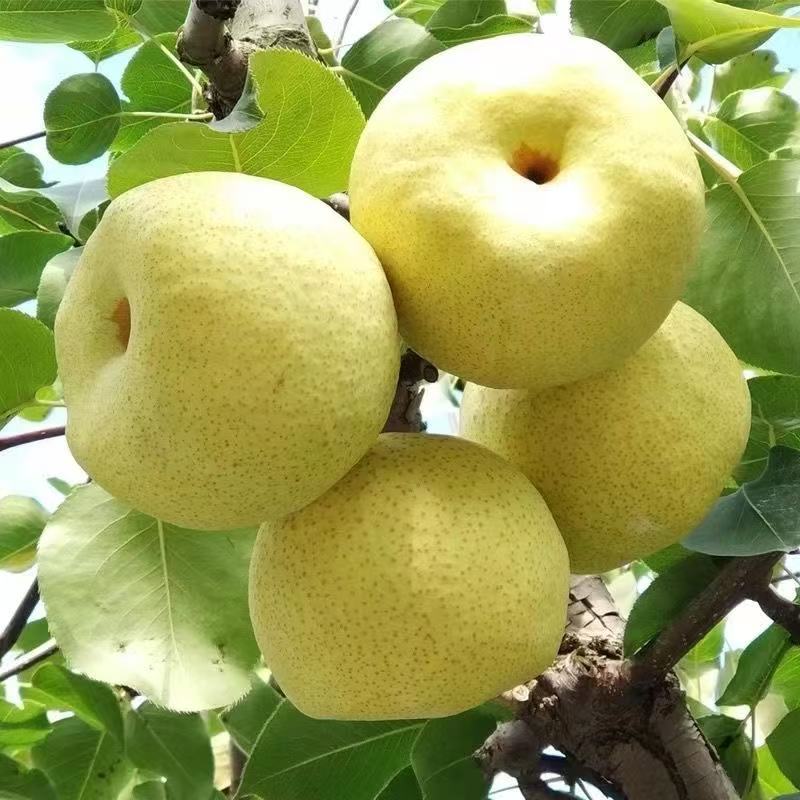 梨子砀山酥梨爆甜皮薄多汁冰糖雪梨2025年新梨整箱批发脆香