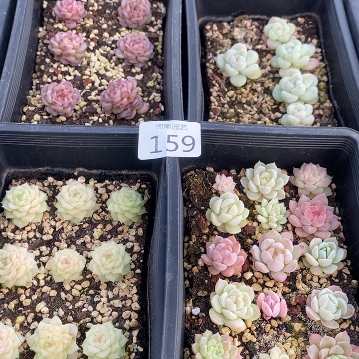 159 多肉植物盆栽花卉