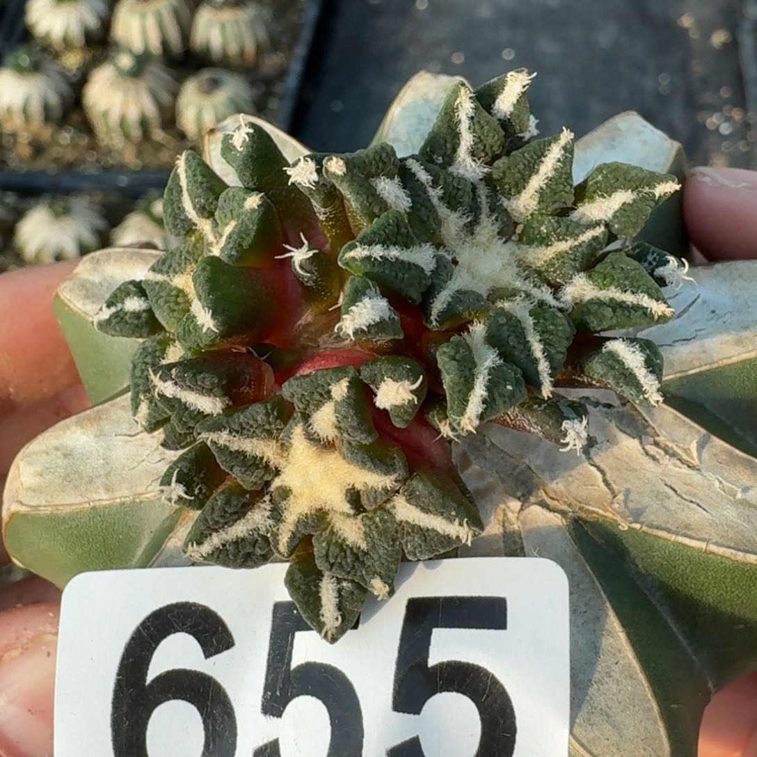 【闪购商品】三头苗接黑牡丹655