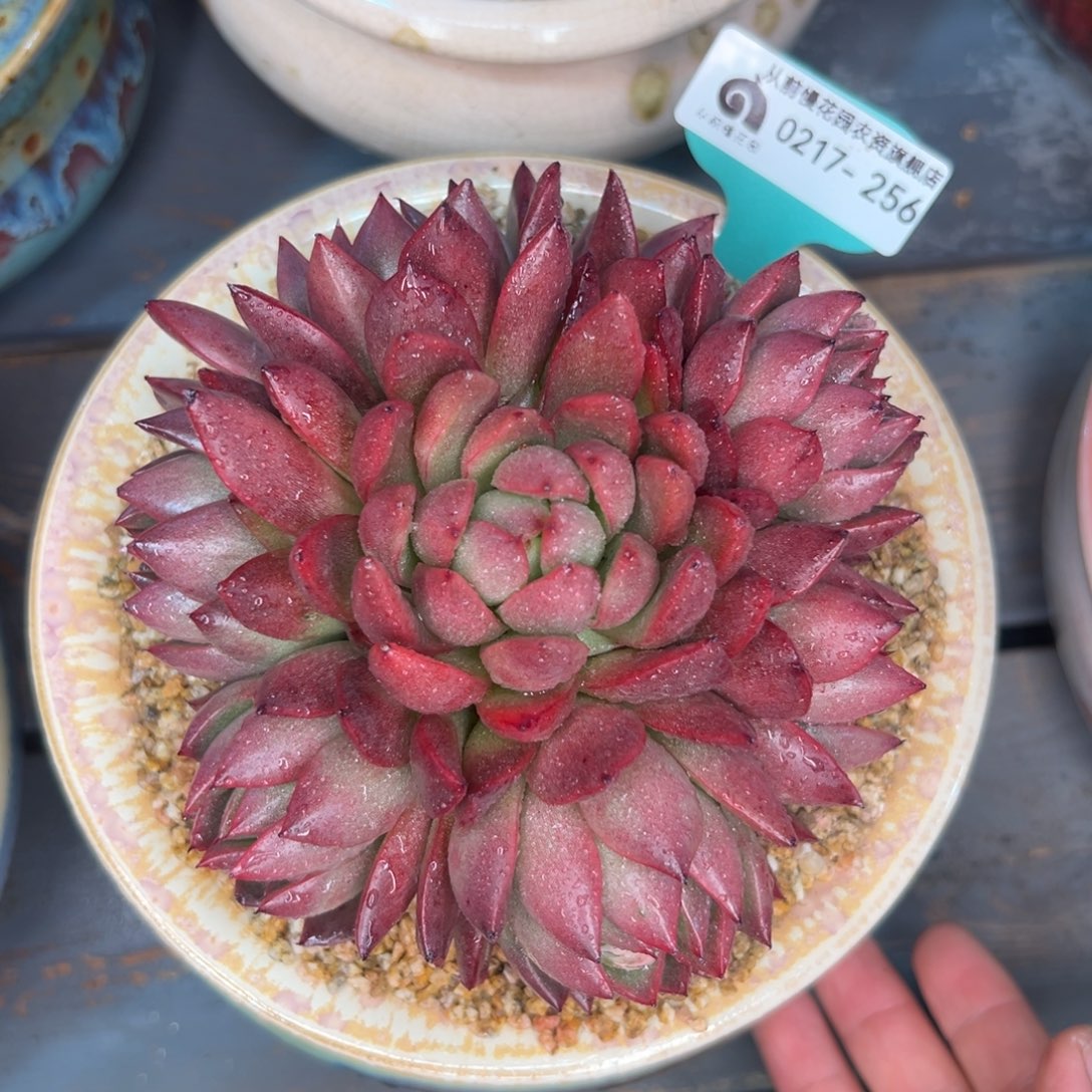 多肉一物一拍0217-256