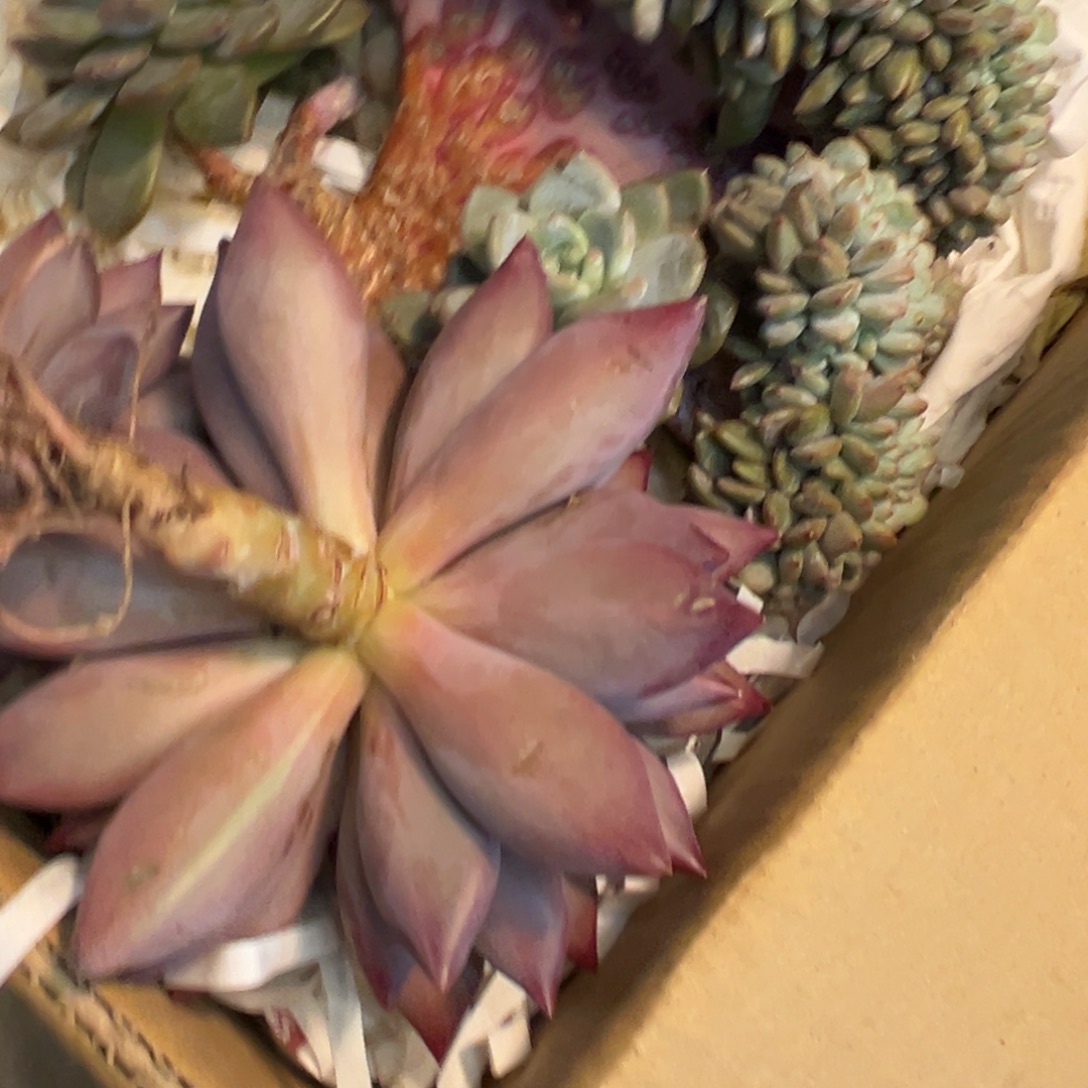 D***牛油果虞美人快看看