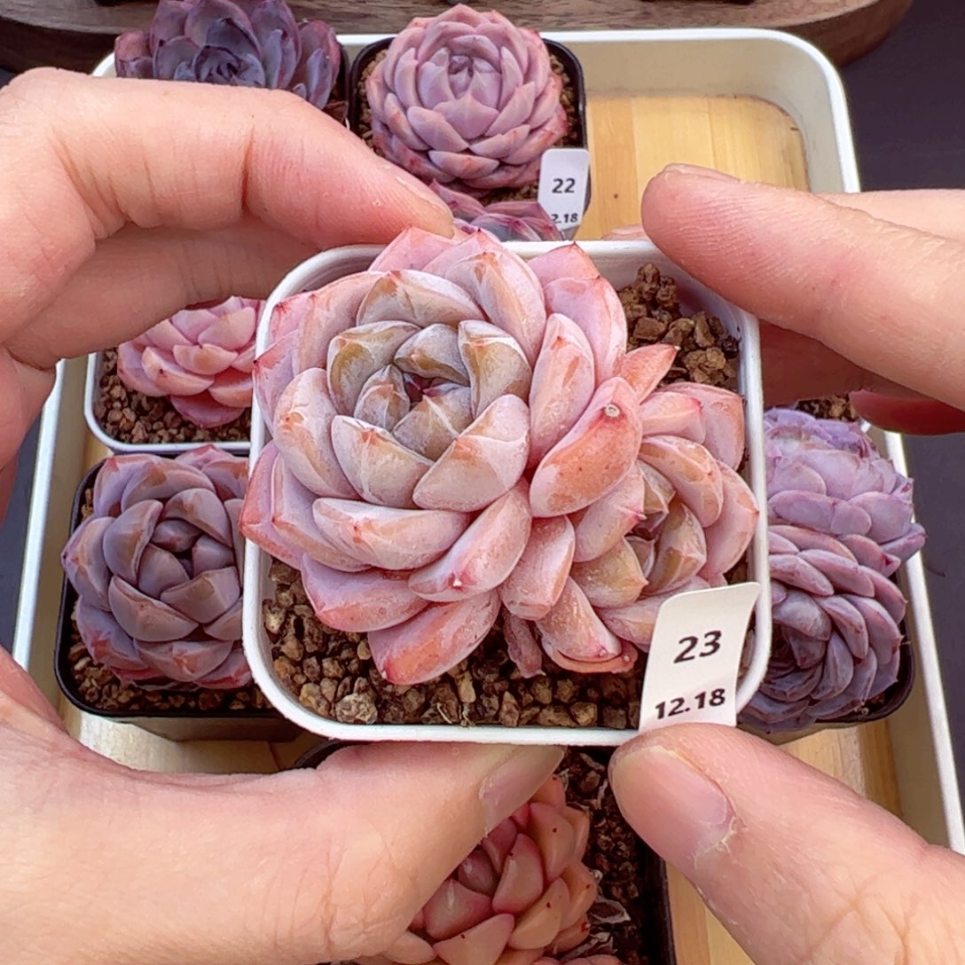 好好看23、哈哈哈哈