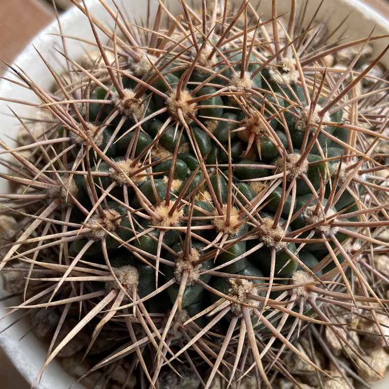 金刺针冠龙实生仙人球室内电脑桌面好养绿植多肉植物