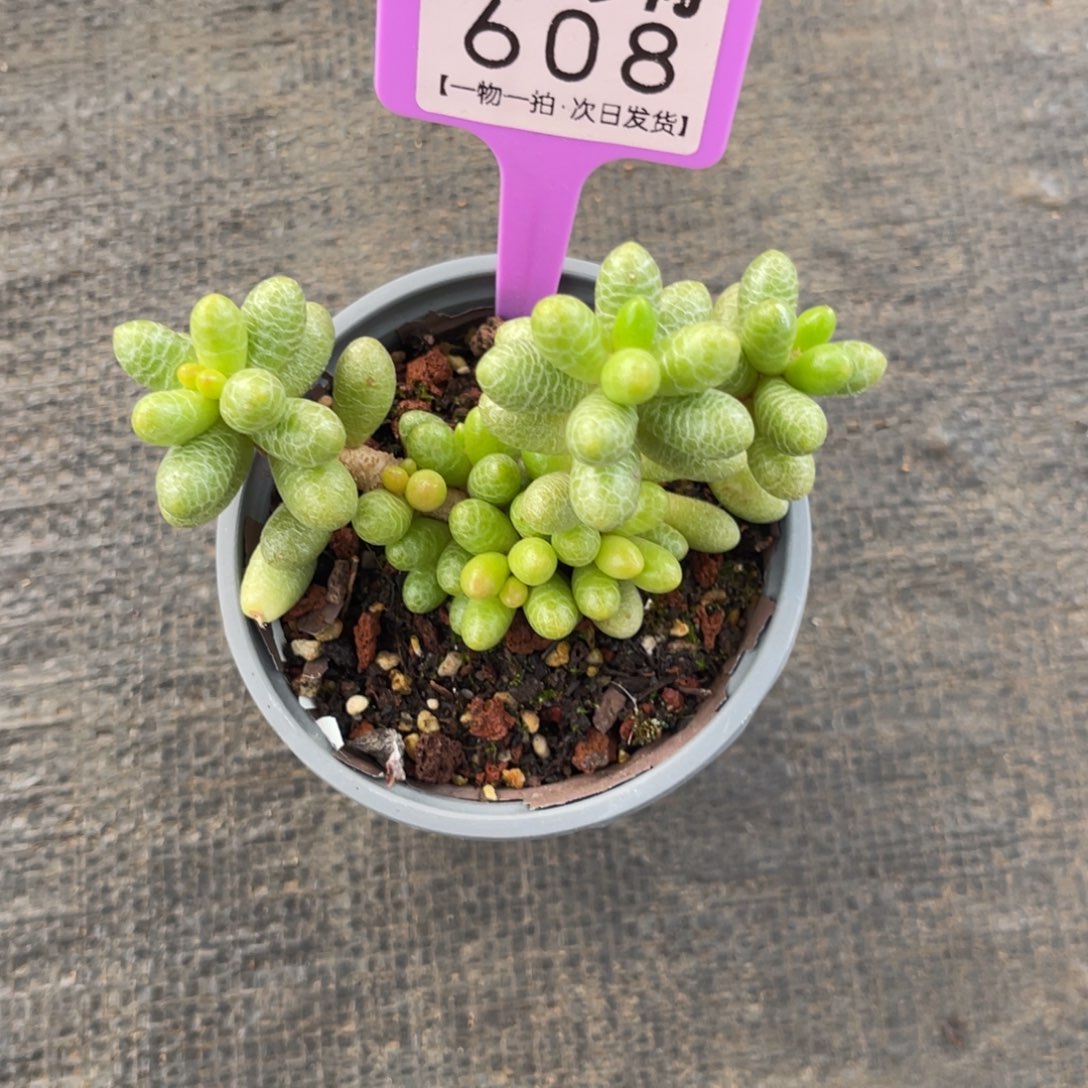 云尘多肉一物一拍608