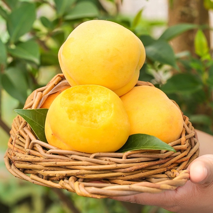 湘西高山黄桃香甜可口