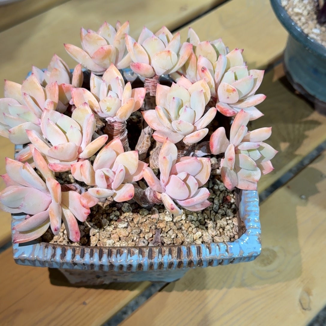 白凤杂交多肉植物链接