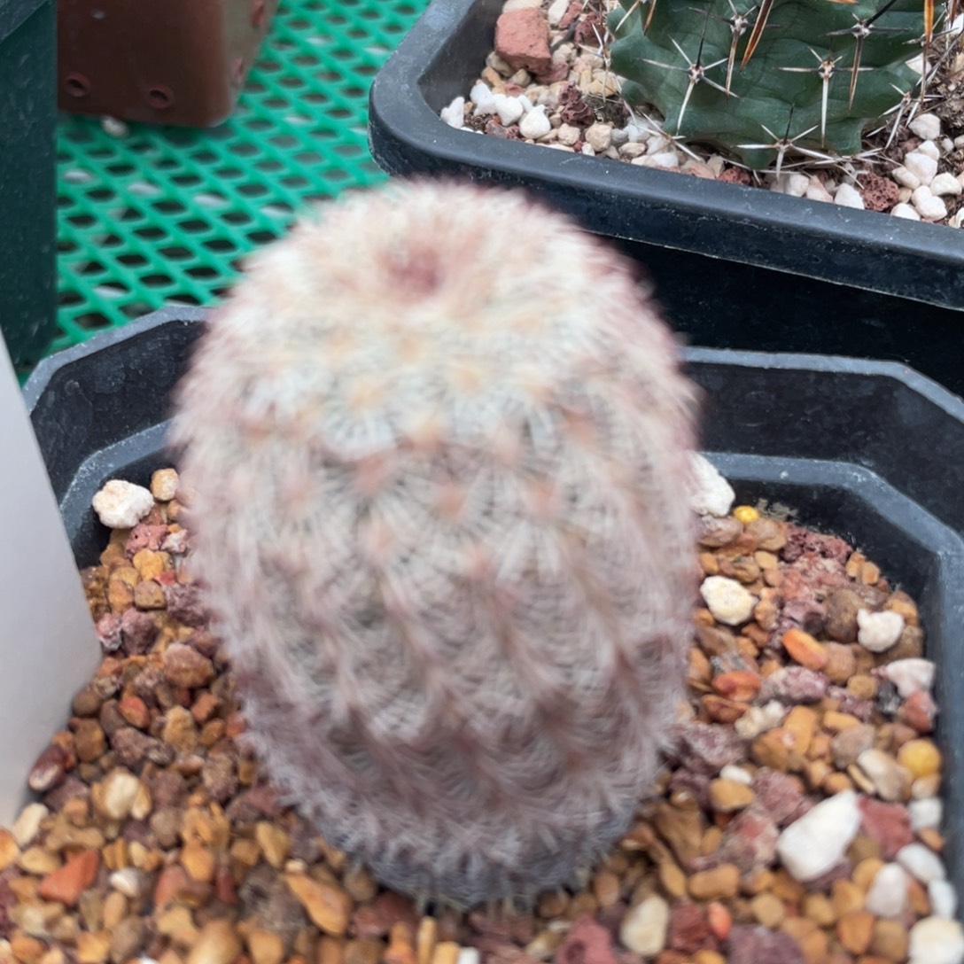 鹿角柱实生仙人球Detras三光