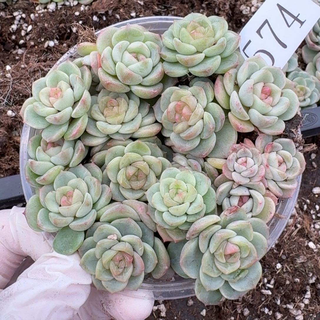 多肉植物多肉植物574
