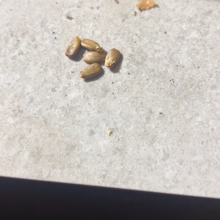 长嘴八宝葫芦种子