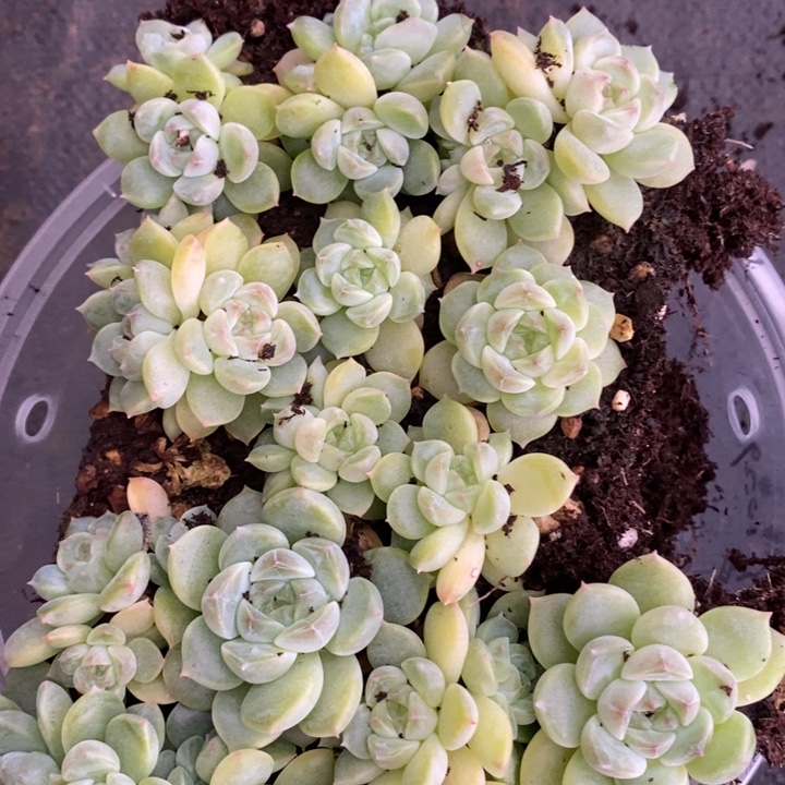 年年  冰魄一盆 12.13