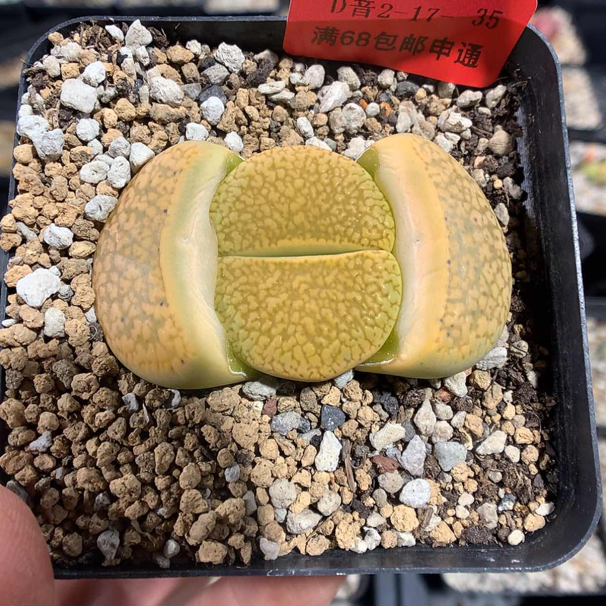 【闪购商品】2-17-35 细纹黄日轮 20