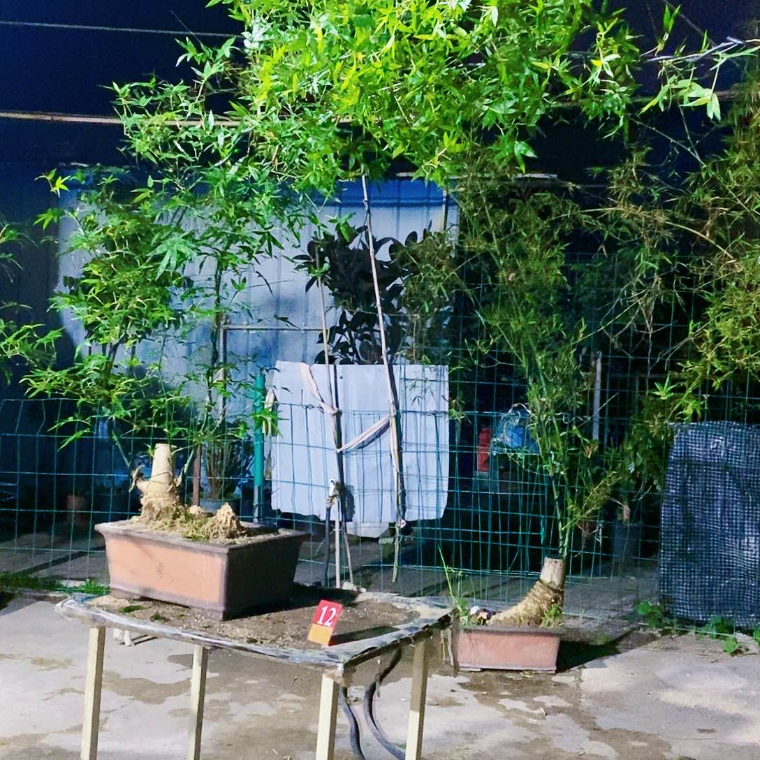 小叶簕竹一物一拍