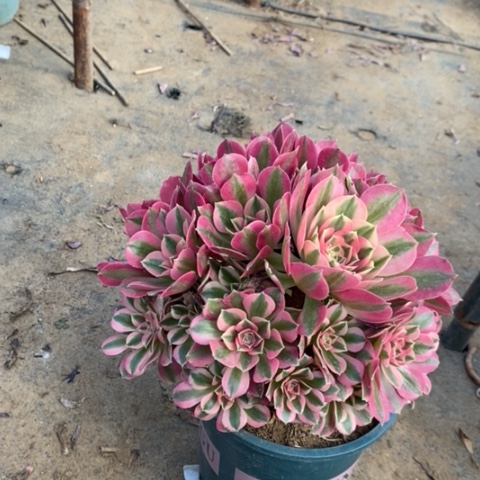 粉女巫多肉植物032