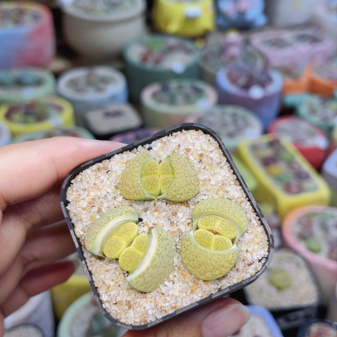 977。8888888888888888