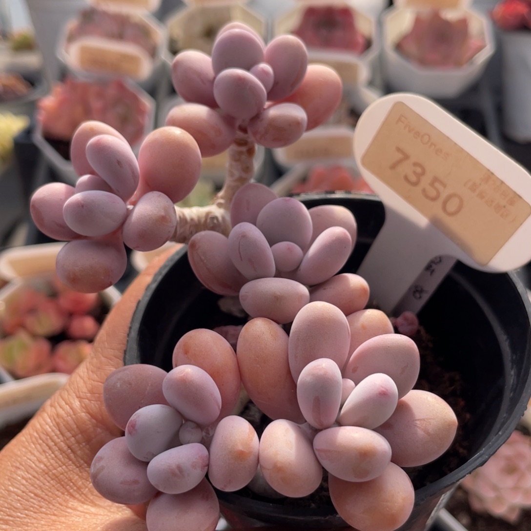 桃蛋7350-11.0厘米