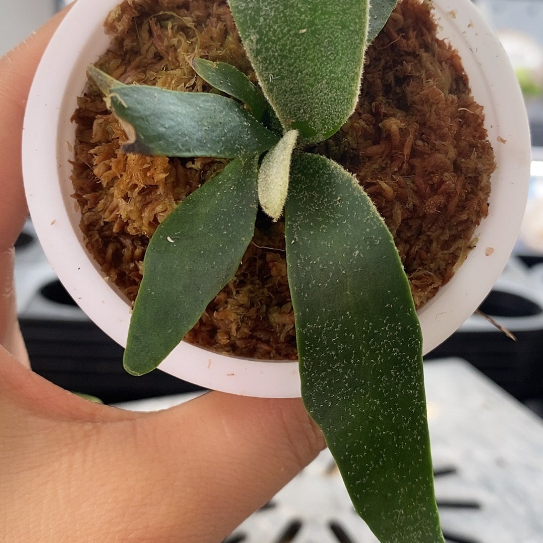 无花朵细菌鹿角蕨