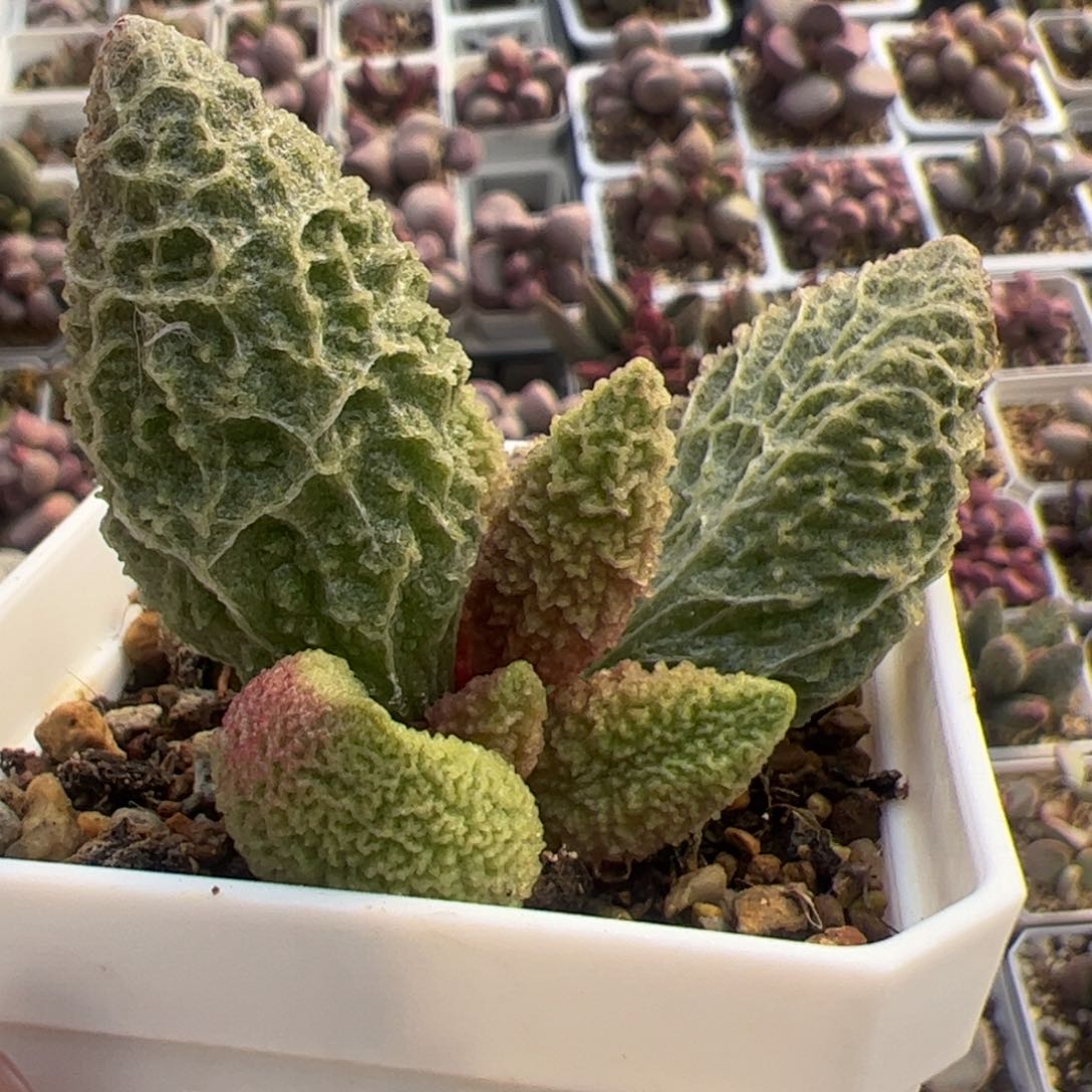 苍龙老桩多肉植物水泡多肉植物水泡