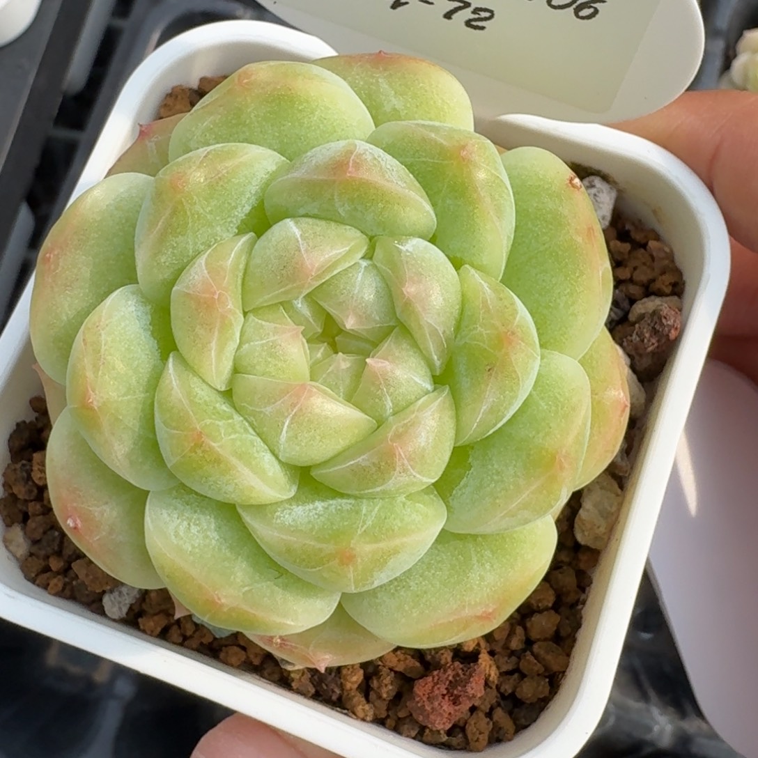 0906-072-mn白色冰心