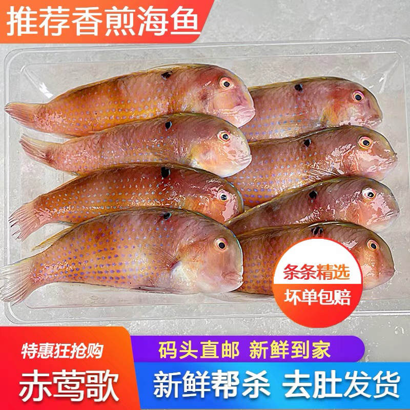 惠来神泉本港海捕赤壳红莺歌鱼鹦哥鱼7-8条香煎杀好处理干净400克