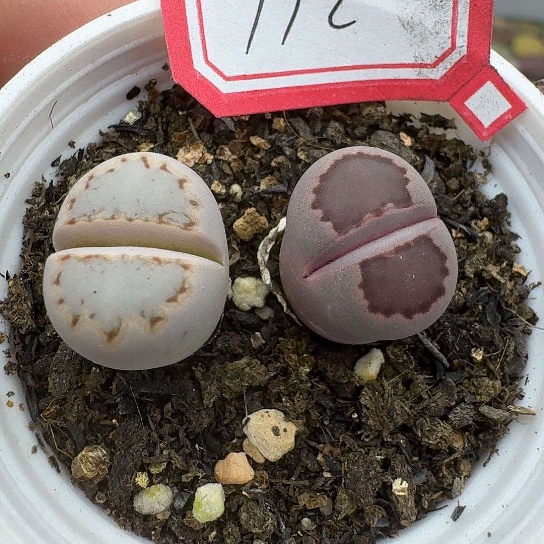 192多肉哈哈哈哈哈哈哈